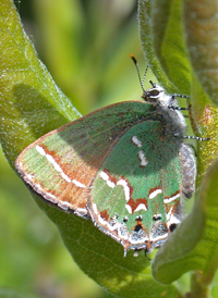 Juniper Hairstreak